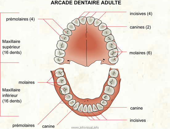 Arcade dentaire